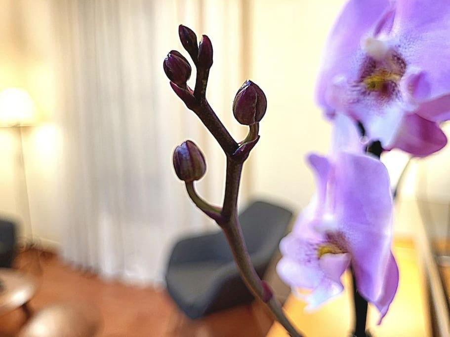 Flamenco, Apartamento Exclusivo De Dos Habitaciones En El Pleno Del Casco Antiguo, Alicante, Playa, Centro Historico, Rambla Eksteriør bilde